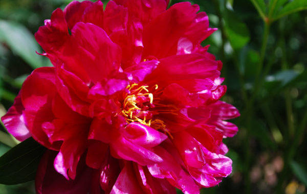 Peony 2